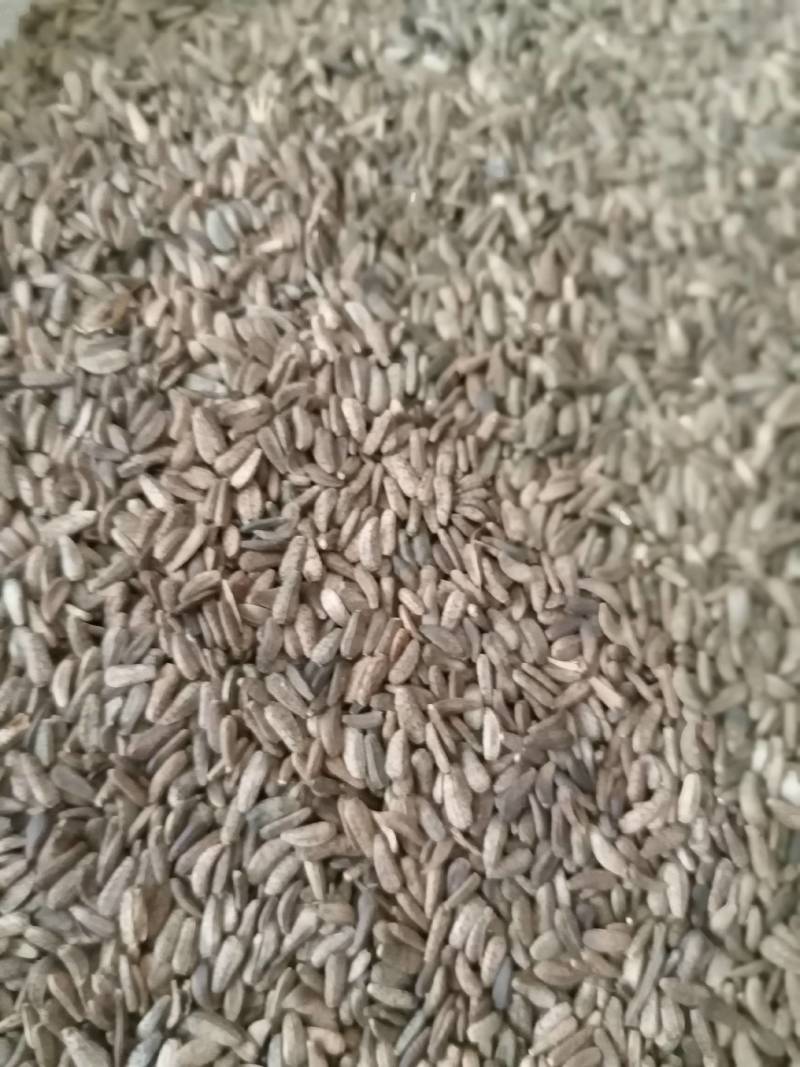 牛蒡子牛子现货供应产地一手货源中药材批发