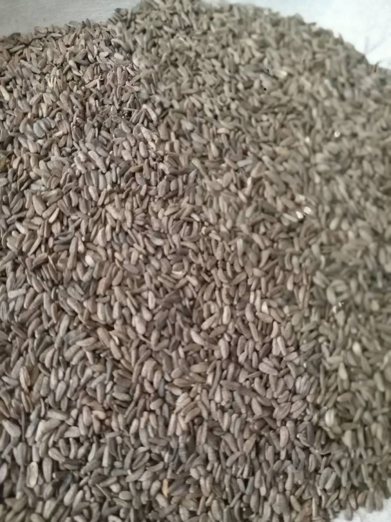 牛蒡子牛子现货供应产地一手货源中药材批发