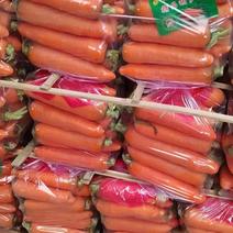 河南通许胡萝卜土萝卜货源充足产地直发