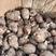 山东8520芋头种供应放种包回收全程协助种植