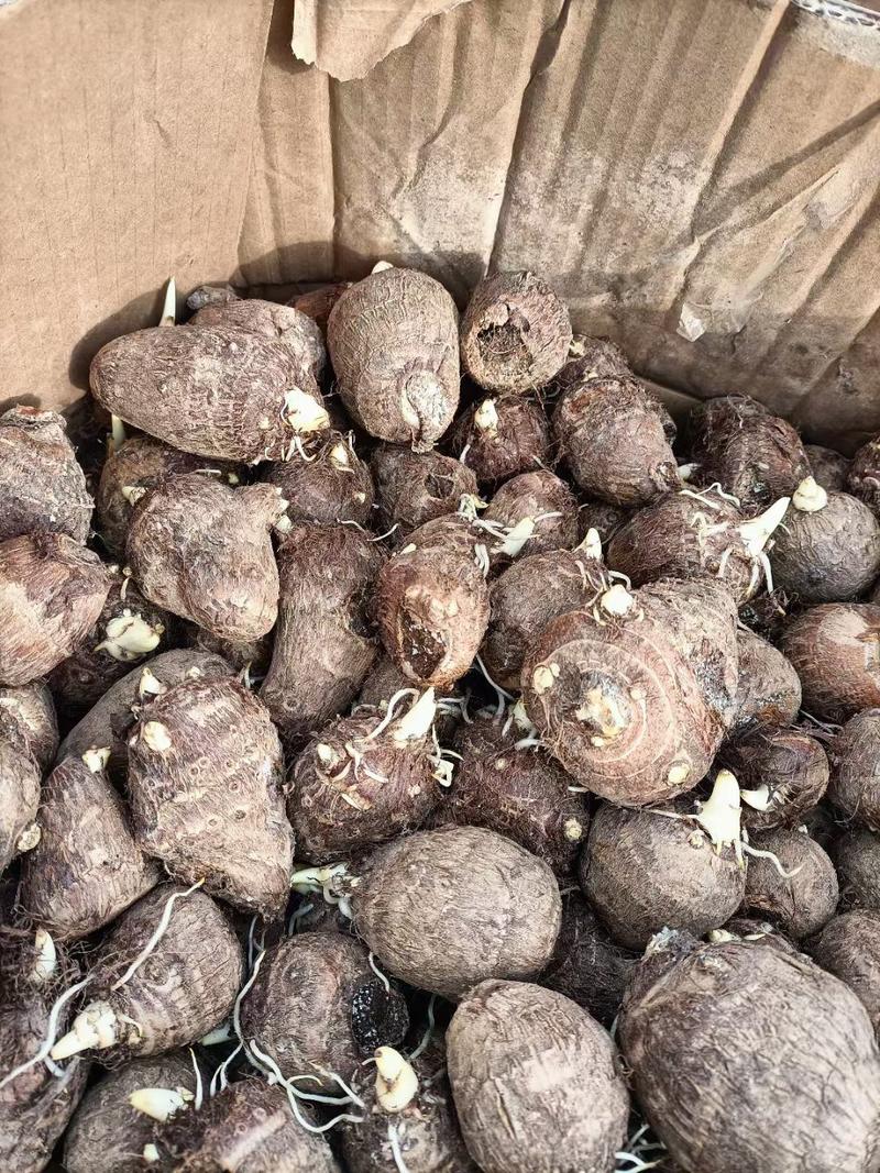 山东8520芋头种供应放种包回收全程协助种植