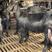优质努比亚黑山羊怀孕母羊全国发货视频一对一挑选