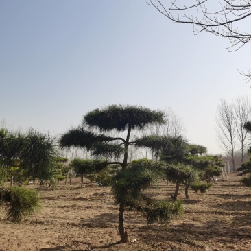 造型松，造型多样，松叶翠绿，产地直供，量大从优