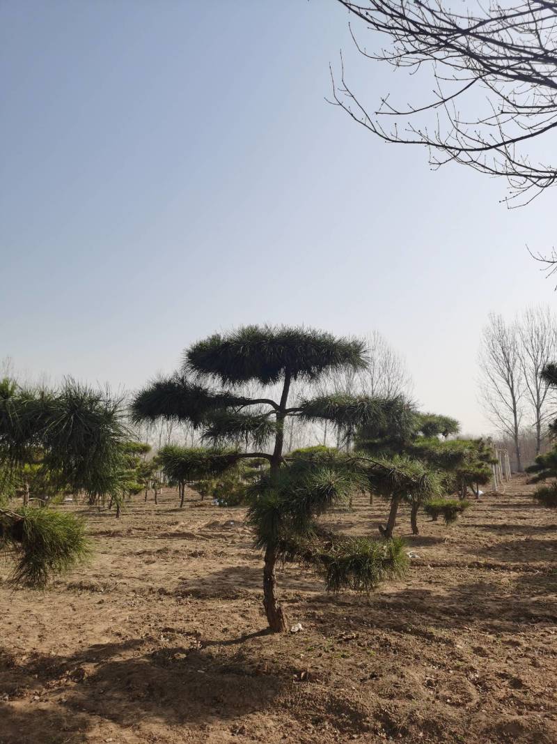 造型松，造型多样，松叶翠绿，产地直供，量大从优