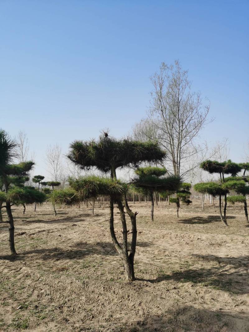 造型松，造型多样，松叶翠绿，产地直供，量大从优