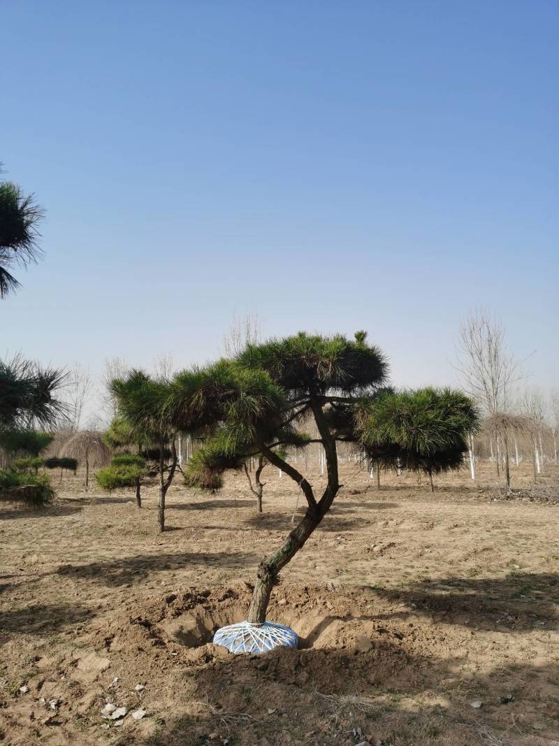 造型松，造型多样，松叶翠绿，产地直供，量大从优