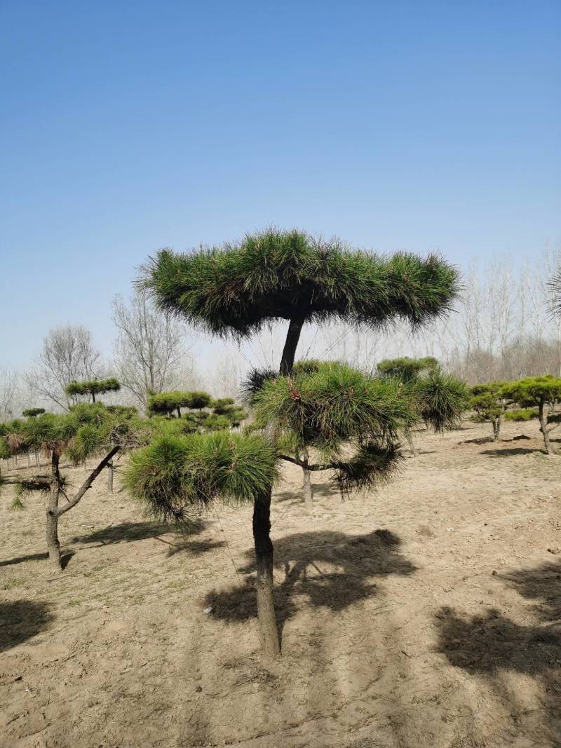 造型松，造型多样，松叶翠绿，产地直供，量大从优