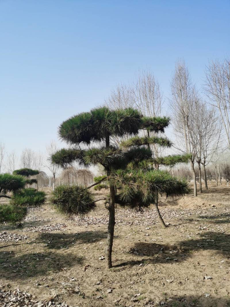 造型松，造型多样，松叶翠绿，产地直供，量大从优