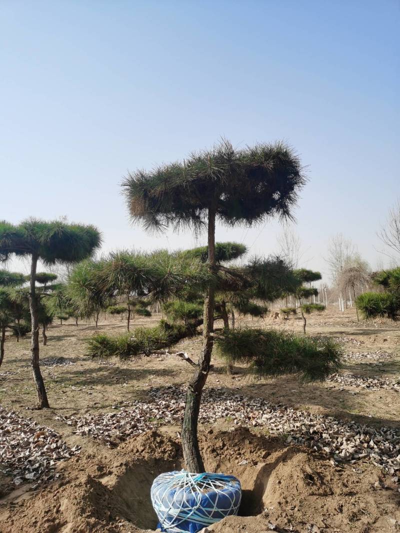 造型松，造型多样，松叶翠绿，产地直供，量大从优