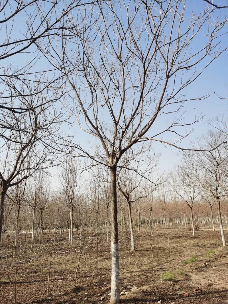 【推荐】栾树，现挖现卖易栽种存活，产地直供，量大从优