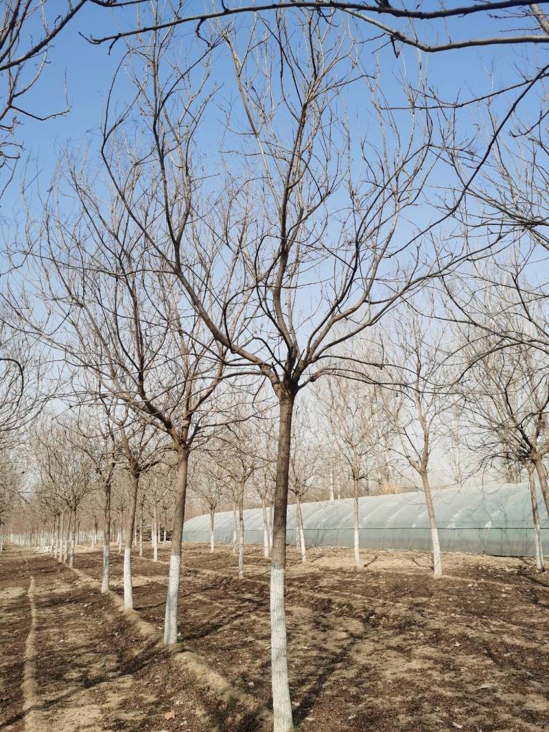 【推荐】栾树，现挖现卖易栽种存活，产地直供，量大从优