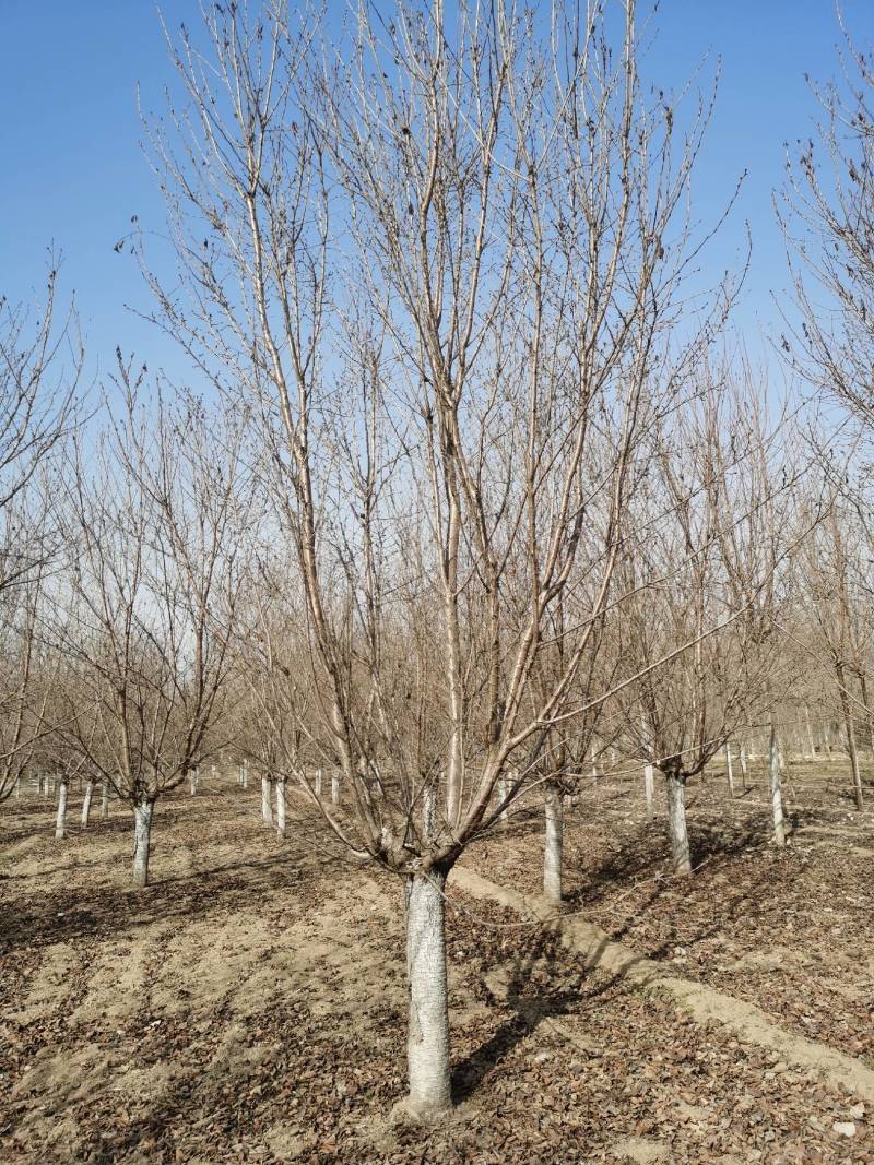 【精选】乔灌木，樱花树苗，现挖现卖，产地直供