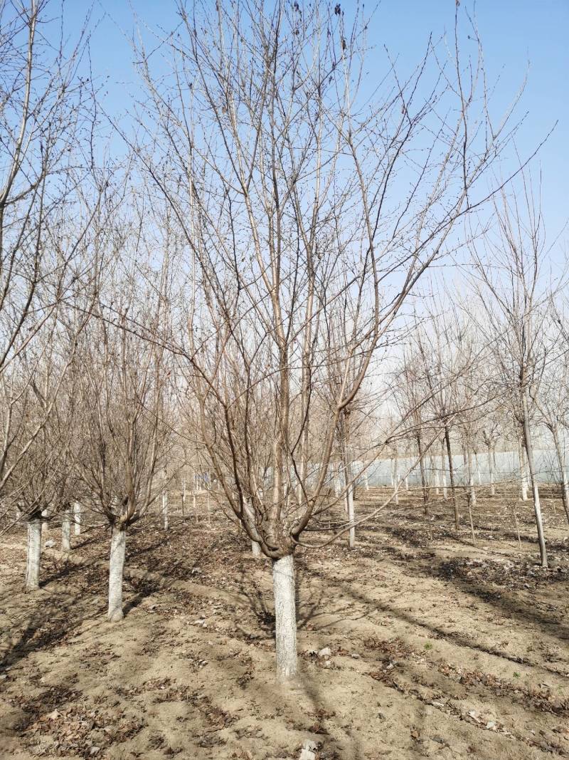 【精选】乔灌木，樱花树苗，现挖现卖，产地直供