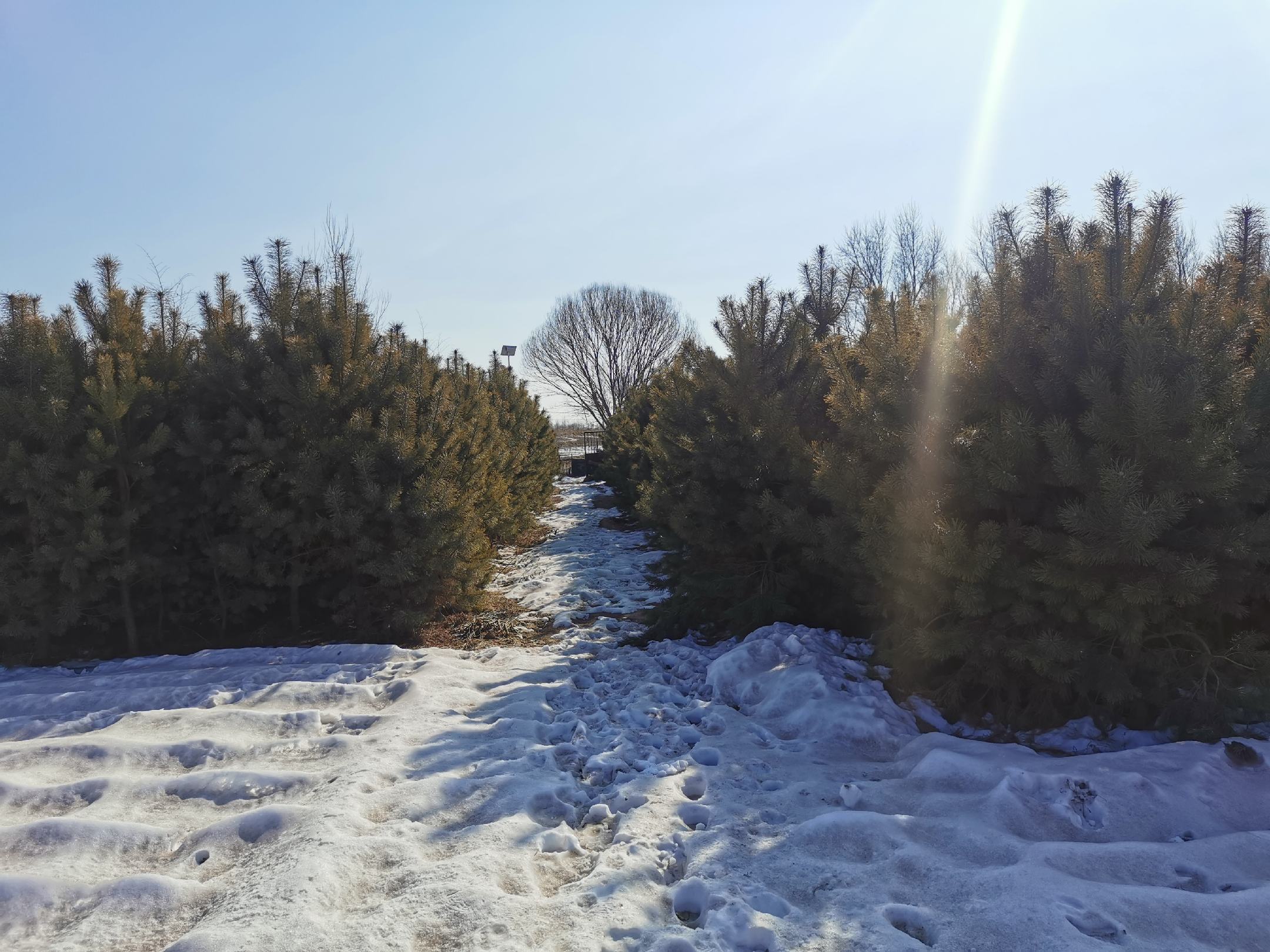 自然森林中的白桦林远景