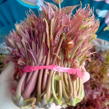 香椿芽产地批发中心，欢迎新老客户前来订购和批发
