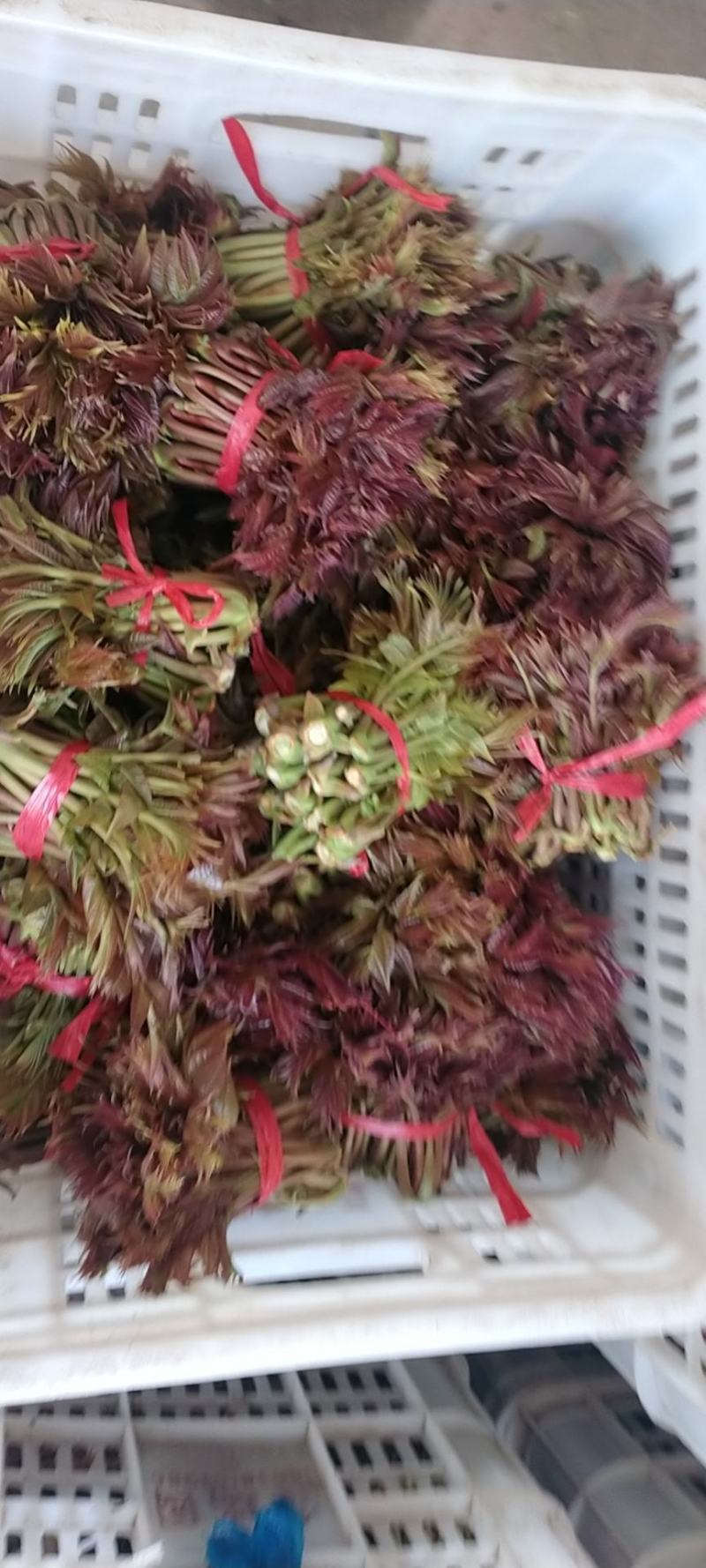 香椿芽产地批发中心，欢迎新老客户前来订购和批发