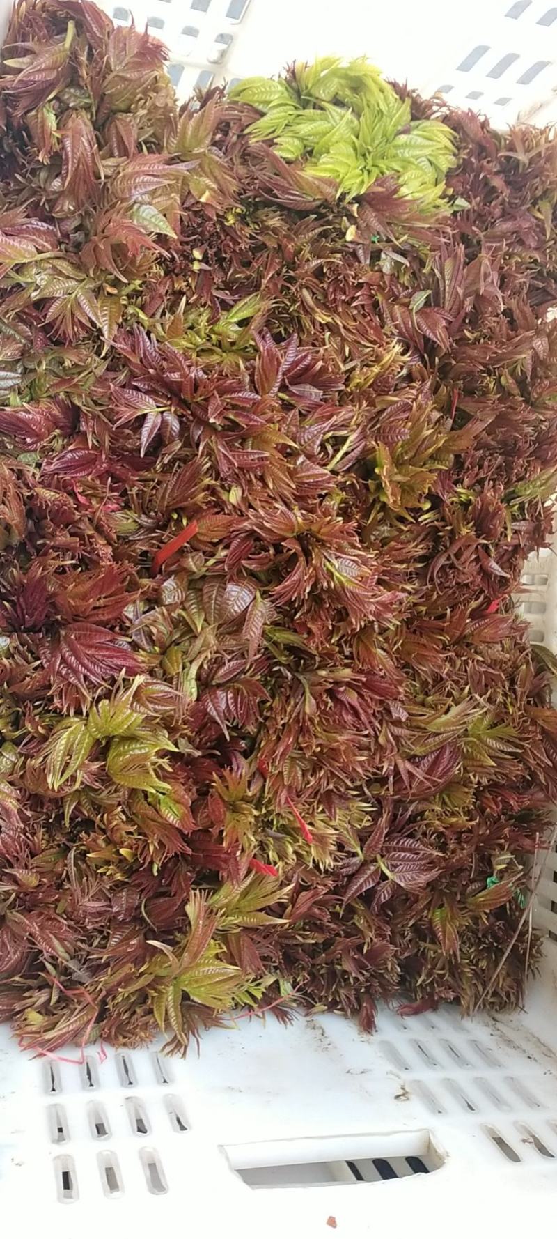香椿芽产地批发中心，欢迎新老客户前来订购和批发
