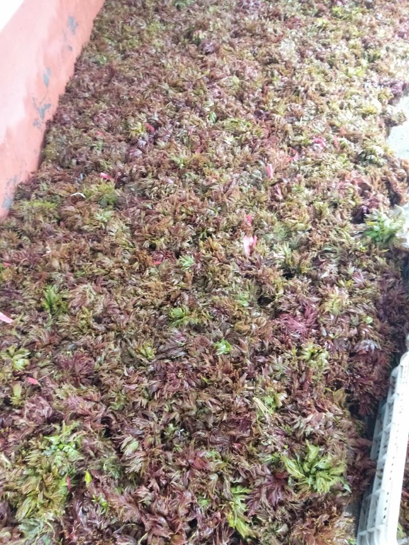 香椿芽产地批发中心，欢迎新老客户前来订购和批发