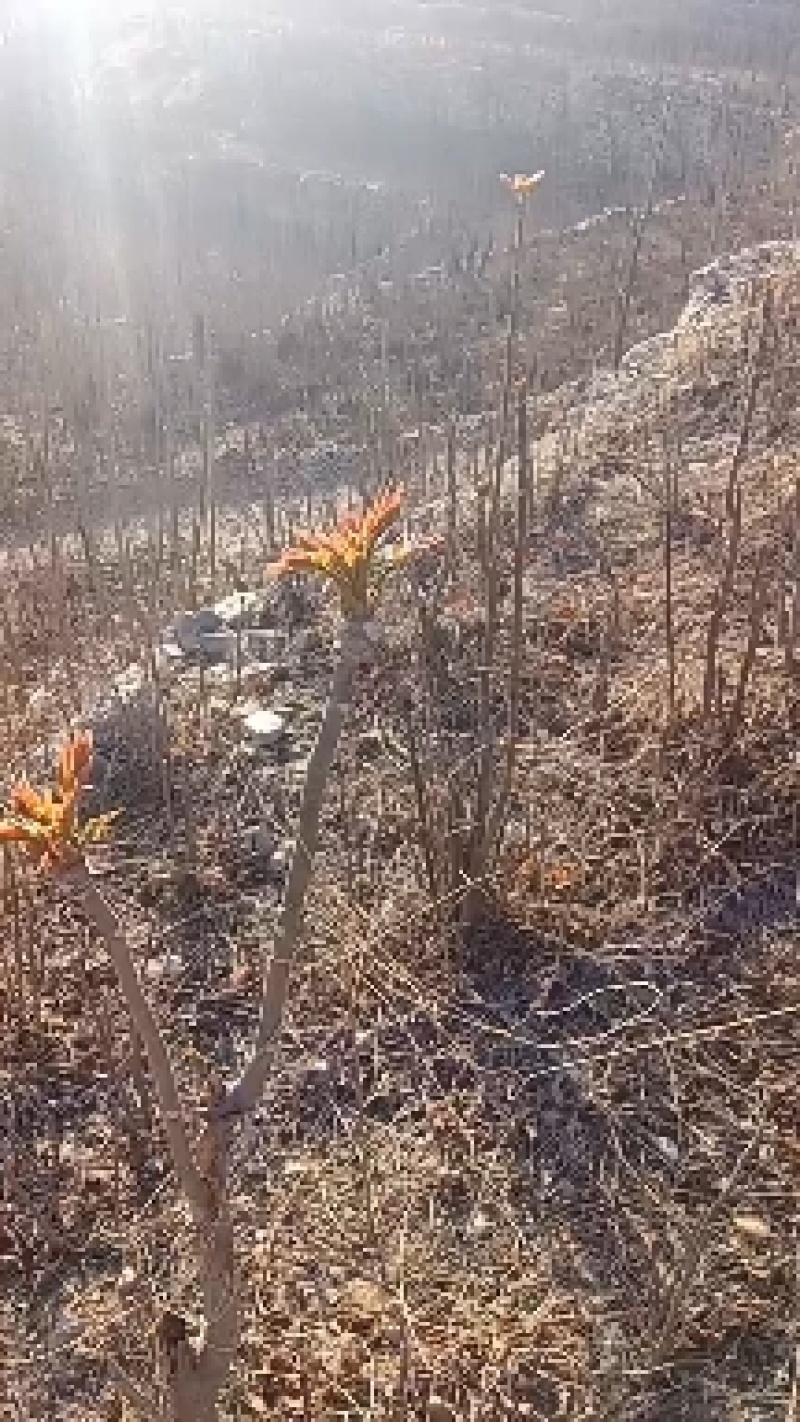 香椿芽产地批发中心，欢迎新老客户前来订购和批发