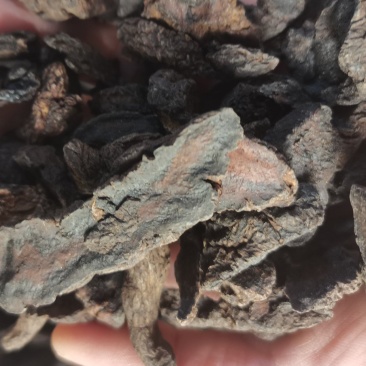 中药材生地黄河南焦作正宗生地黄生地熟地生地片批发