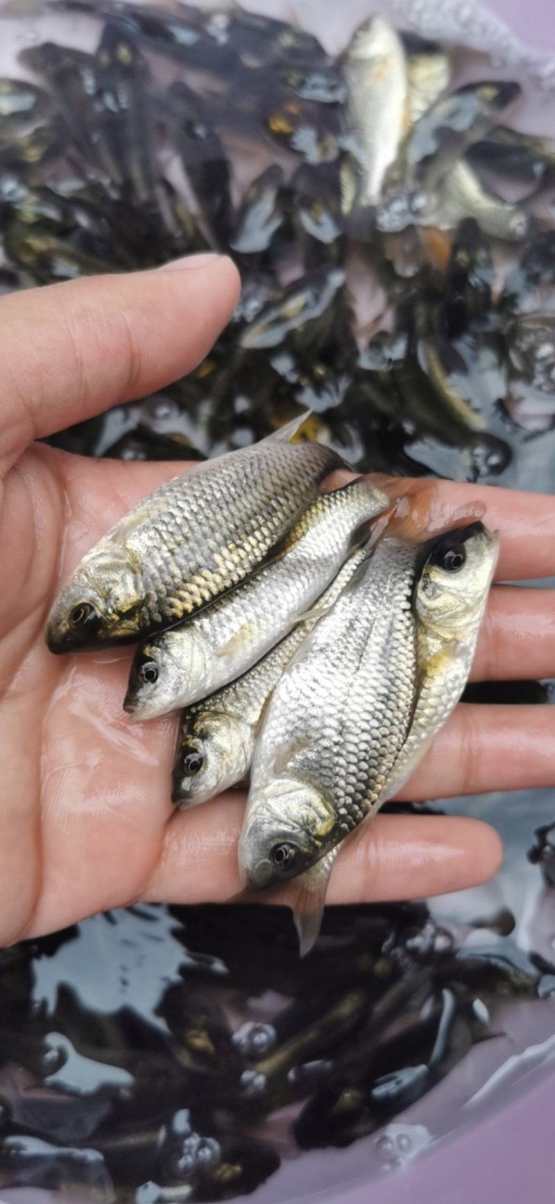 广西鲤鱼苗金背鲤鱼苗鱼塘供应品种优良抵抗力强