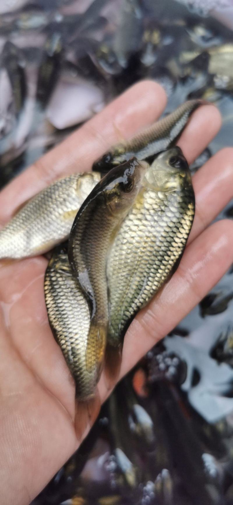 广西鲤鱼苗金背鲤鱼苗鱼塘供应品种优良抵抗力强