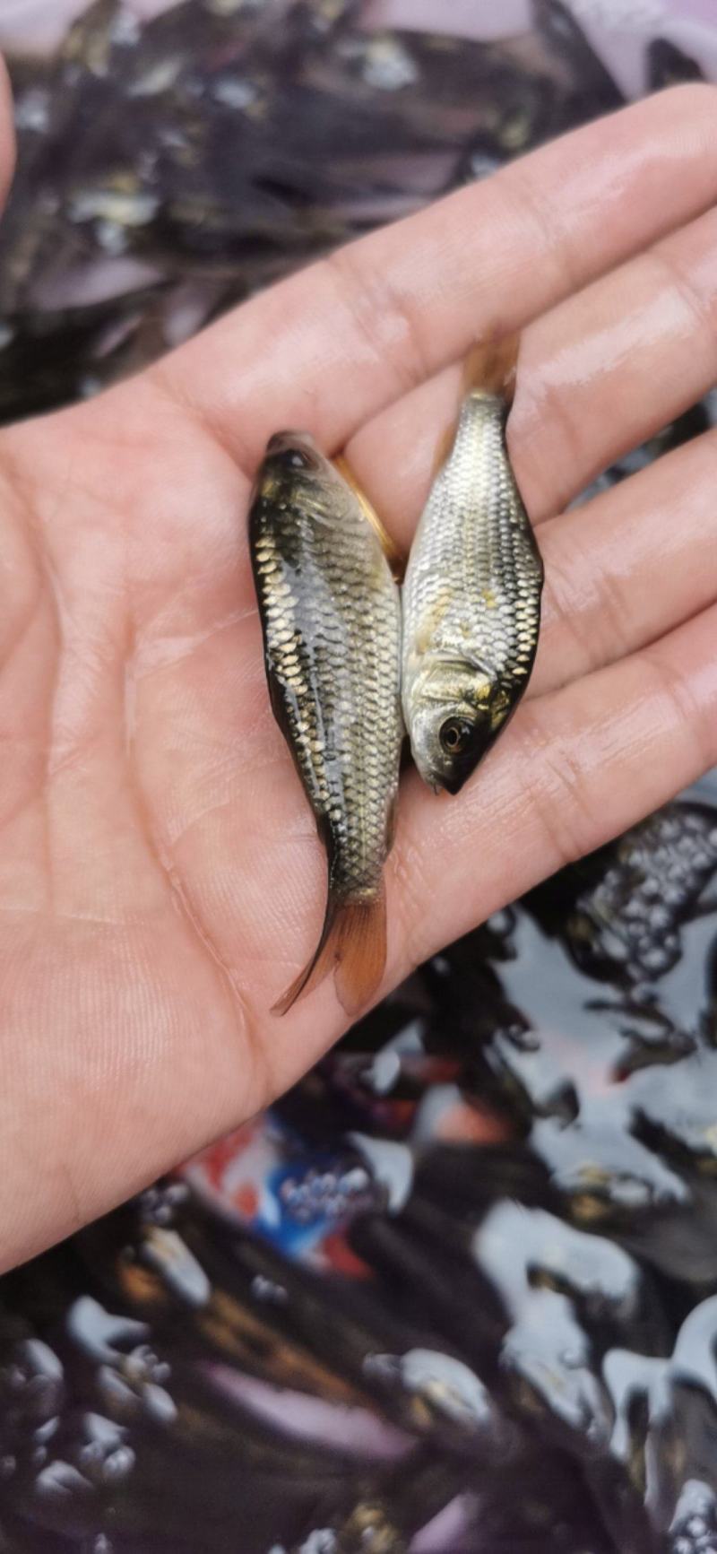 广西鲤鱼苗金背鲤鱼苗鱼塘供应品种优良抵抗力强