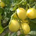 精品绿宝甜瓜，原产地货源，质量保证，对接大型批发商