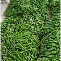 线椒15~20厘米青中辣大量供应，新鲜发货。