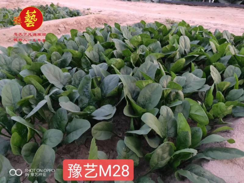 豫艺M28菠菜种子半圆叶直立好叶片厚生长较快口感好