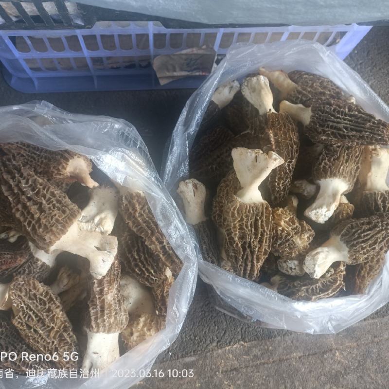 高原人工种植人的新鲜羊肚菌