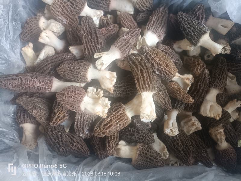 高原人工种植人的新鲜羊肚菌