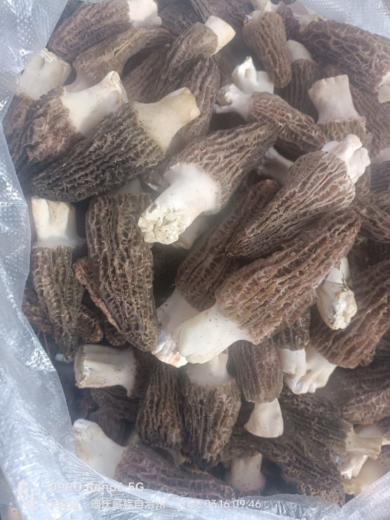 高原人工种植人的新鲜羊肚菌