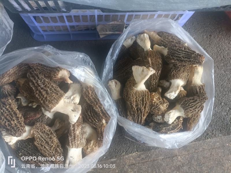 高原人工种植人的新鲜羊肚菌