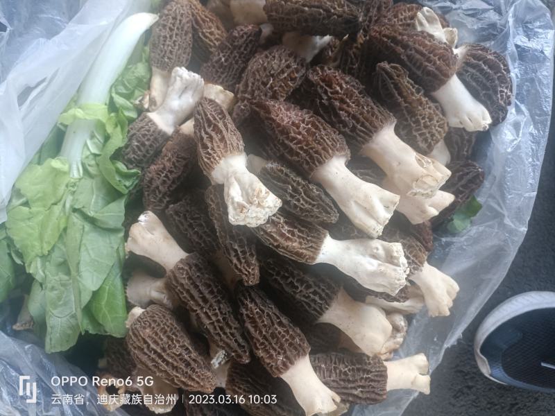 高原人工种植人的新鲜羊肚菌