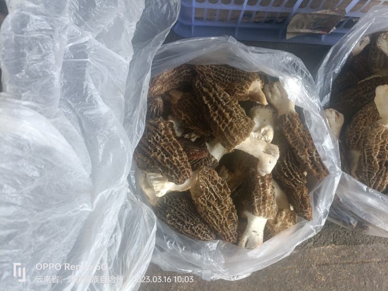 高原人工种植人的新鲜羊肚菌