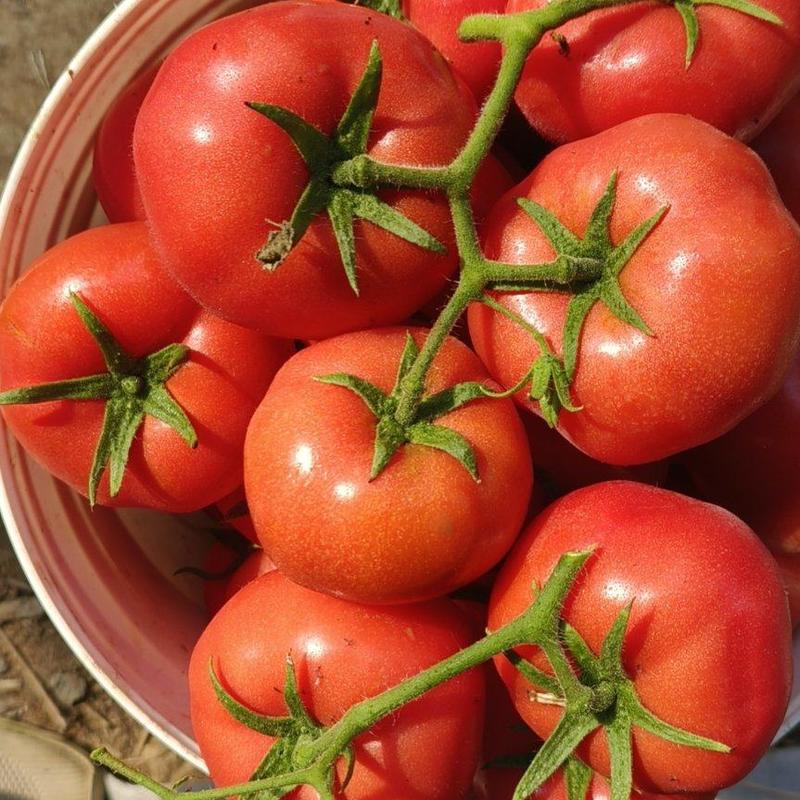 头茬大红柿子，产地直发一手货源