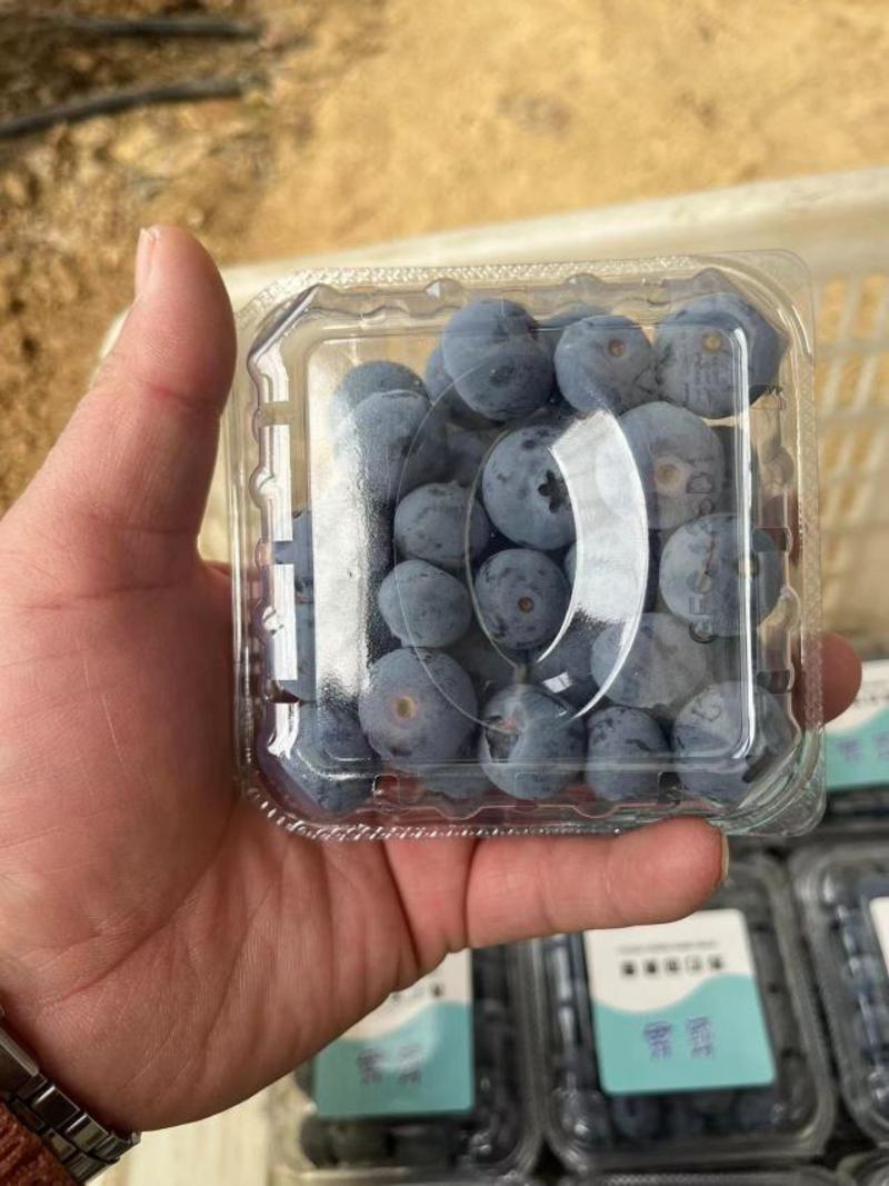 公爵蓝莓山东蓝莓产地现货一手货源保质保量色泽美
