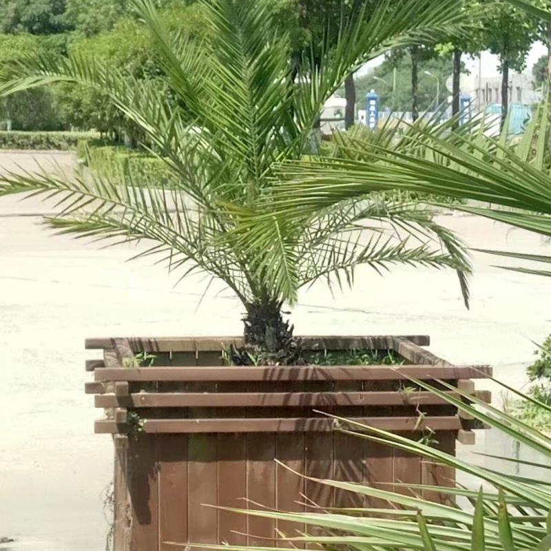 开封市通许县新建种植家庭农场批发零售成活率高死苗补发