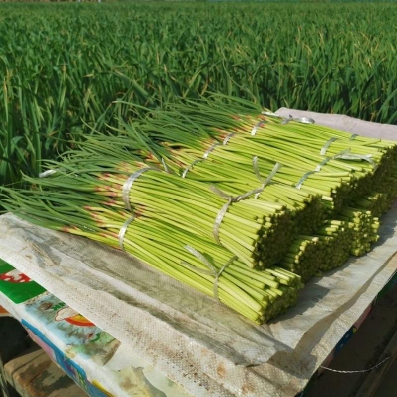 江苏徐州蒜苔量大从优常见对接各大批发市场欢迎联系