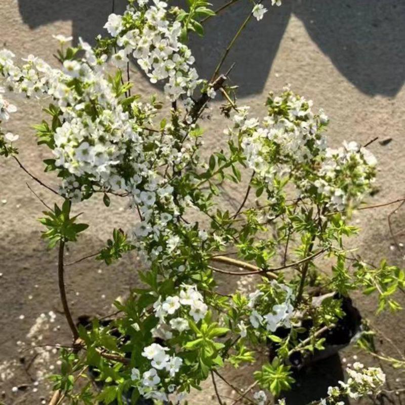 喷雪花苗，雪柳苗，珍珠花，珍珠梅，线叶绣线菊