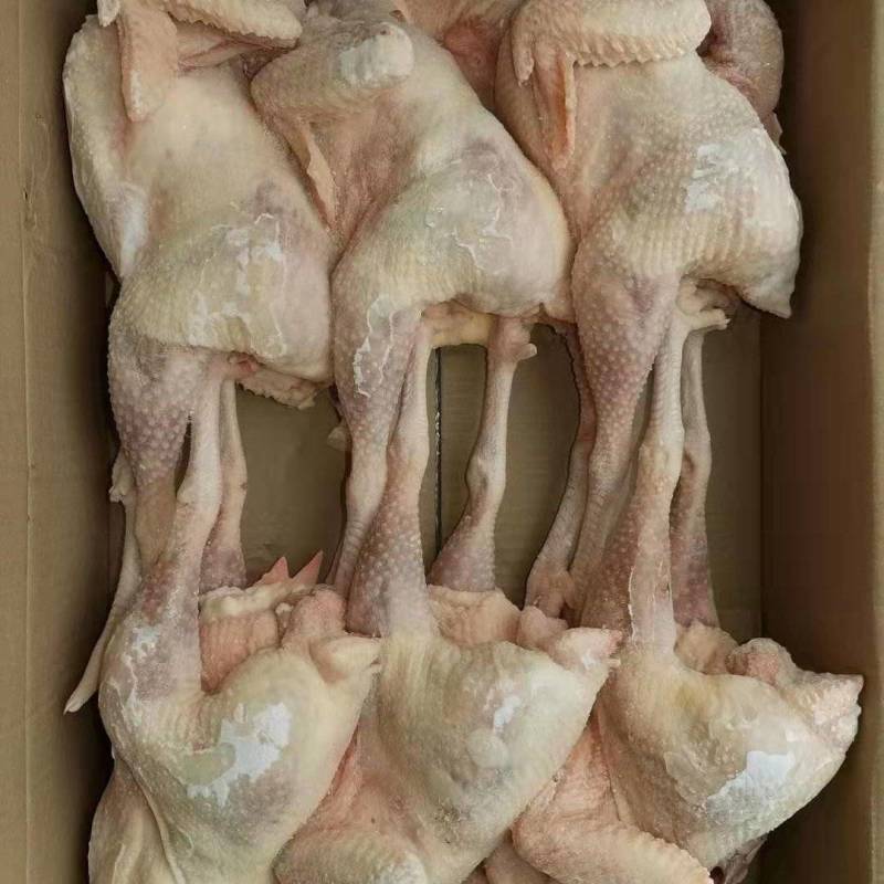红毛老母鸡