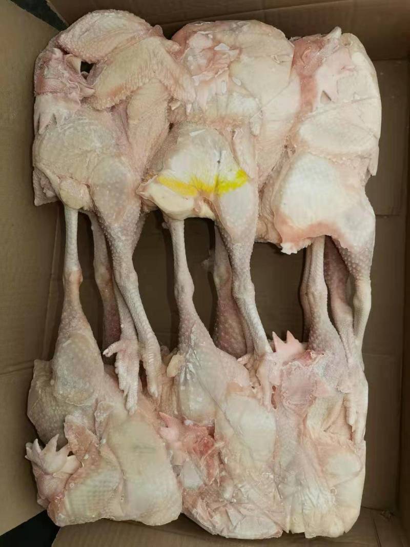 红毛老母鸡