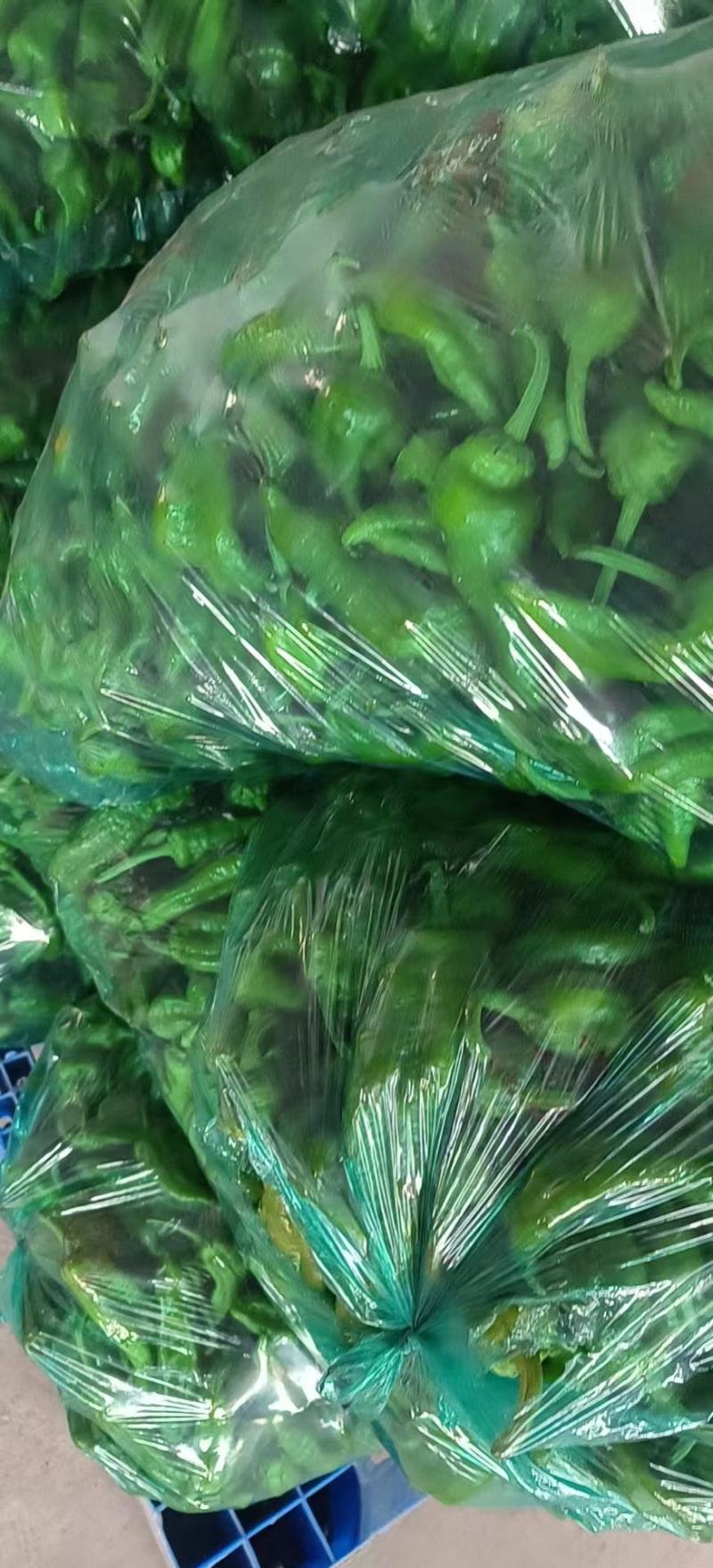 辣椒/青椒/东台辣椒/鲜辣椒/东台青椒/泡椒基地供应全国