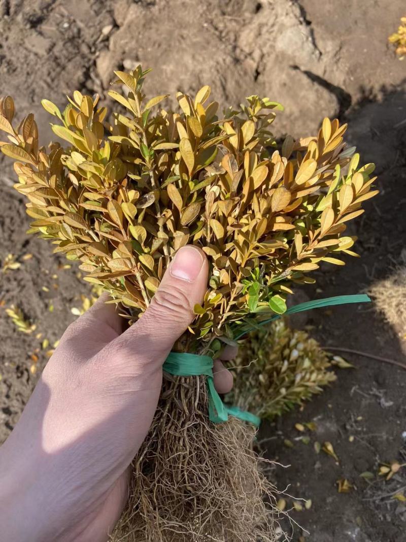 黄杨播种小苗工程用苗露地苗杯苗各种品种其全欢迎大家来采购