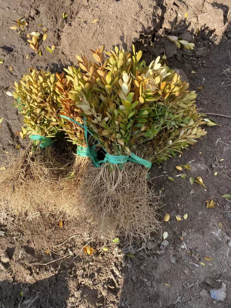 黄杨播种小苗工程用苗露地苗杯苗各种品种其全欢迎大家来采购
