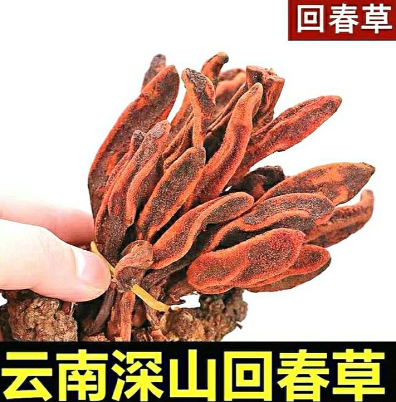 回春草中药材云南野生回春草不老草泡酒泡茶煲汤包邮
