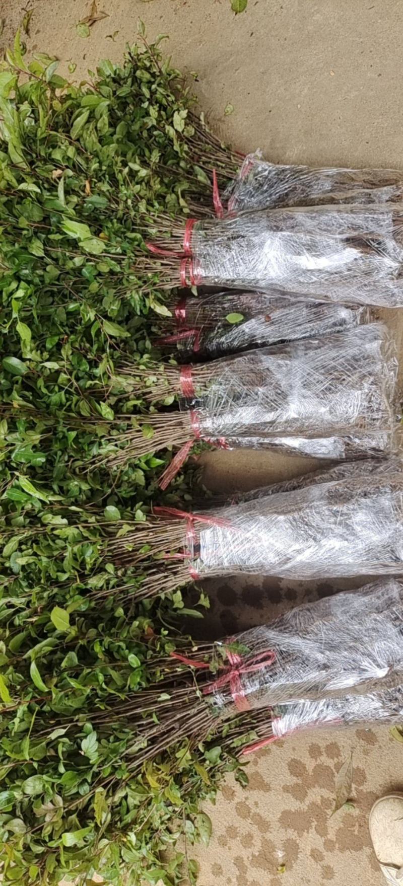 棠梨苗，杜梨苗，野梨苗，梨树实生苗供自家种植全程技术指导