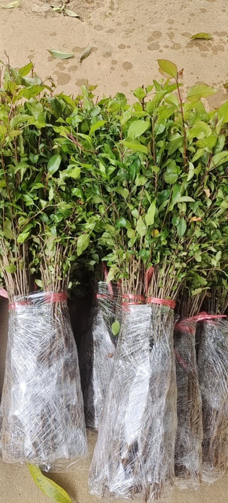 棠梨苗，杜梨苗，野梨苗，梨树实生苗供自家种植全程技术指导