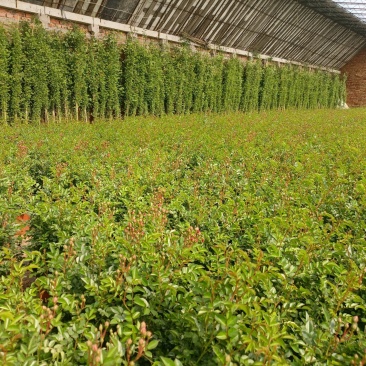 蔷薇花，蔷薇花环藤本蔷薇，基地直销，多花苞，多枝条